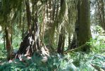PICTURES/Ho Rainforest - Ho Trail/t_Gnarley Roots1.JPG